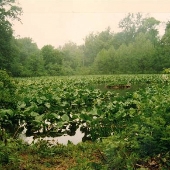 Pennypack Watershed