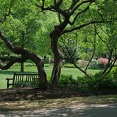 Azalea Garden