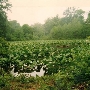 Pennypack Watershed