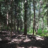 Bucktoe Creek Preserve