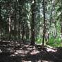 Bucktoe Creek Preserve