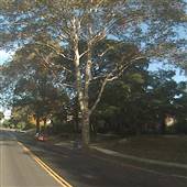 6448-6452 Woodbine Avenue