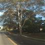 6448-6452 Woodbine Avenue