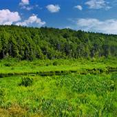 Florence Shelly Preserve