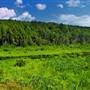 Florence Shelly Preserve