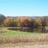 Frisch Farms