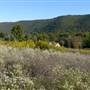 Hawk Mountain