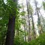 Ridley Creek State Park Pine Area