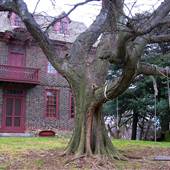 Bellaire Manor