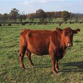 Tussock Sedge Farm