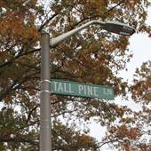 Tall Pine Lane