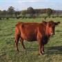 Tussock Sedge Farm