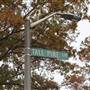 Tall Pine Lane