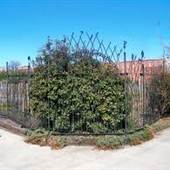 Spring Gardens Community Garden