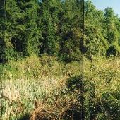 Greystone Hall Clearing and Stream