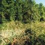 Greystone Hall Clearing and Stream