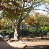 Seger Dog Park