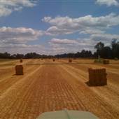 Meadow Springs Farm