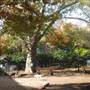 Seger Dog Park