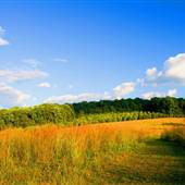 Binky Lee Preserve