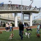 Schuylkill River Park Dog Run