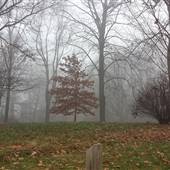Awbury Arboretum