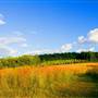 Binky Lee Preserve