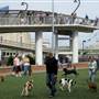 Schuylkill River Park Dog Run