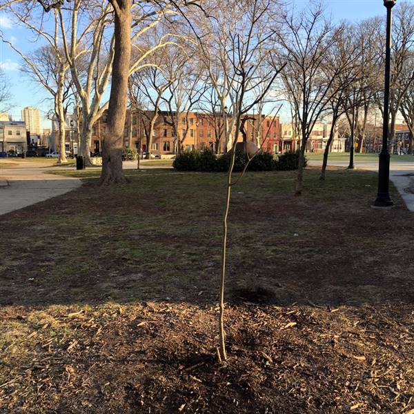 Dickinson Square Park