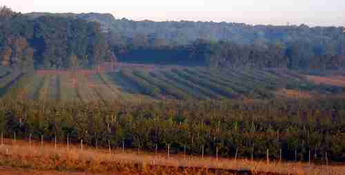 Solebury Orchards