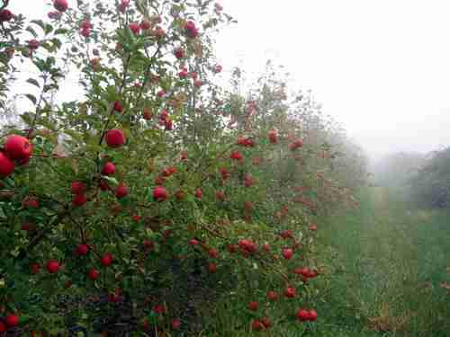 Solebury Orchards