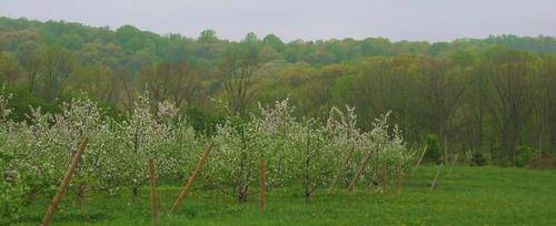 Solebury Orchards